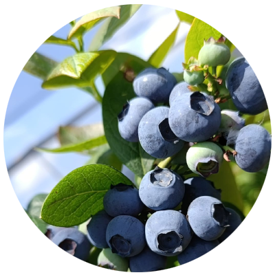 Hikayemiz | LOVEBERRY - Doğal Yaban Mersini - Blueberry