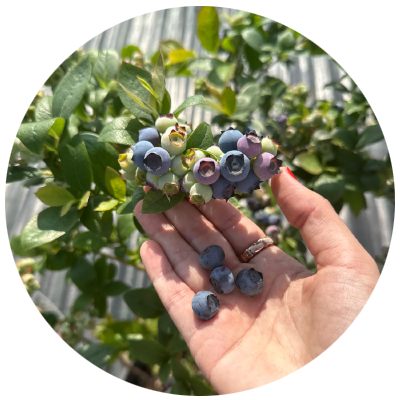 Ürünlerimiz | LOVEBERRY - Doğal Yaban Mersini - Blueberry