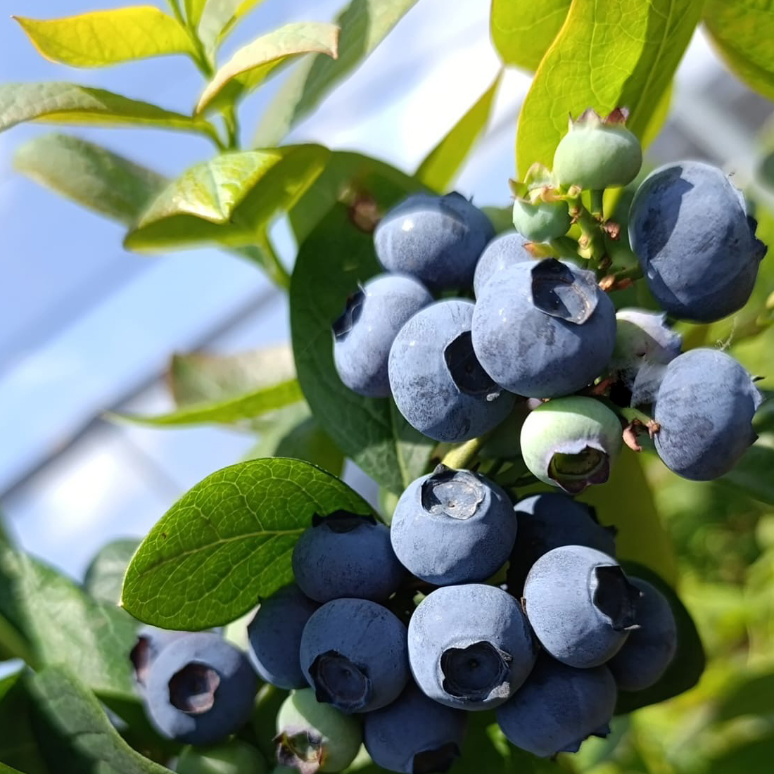 LOVEBERRY - Doğal Yaban Mersini - Blueberry